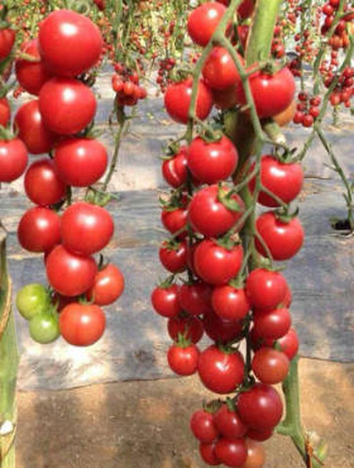 Pielęgnacja pomidorów doniczkowych