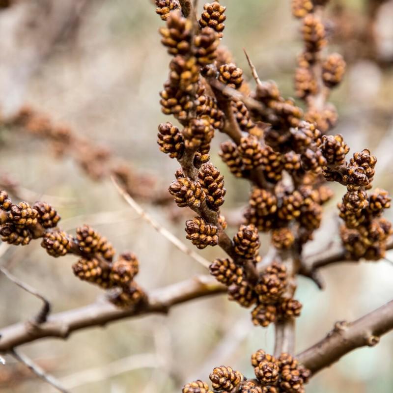Pielęgnacja rokitnika