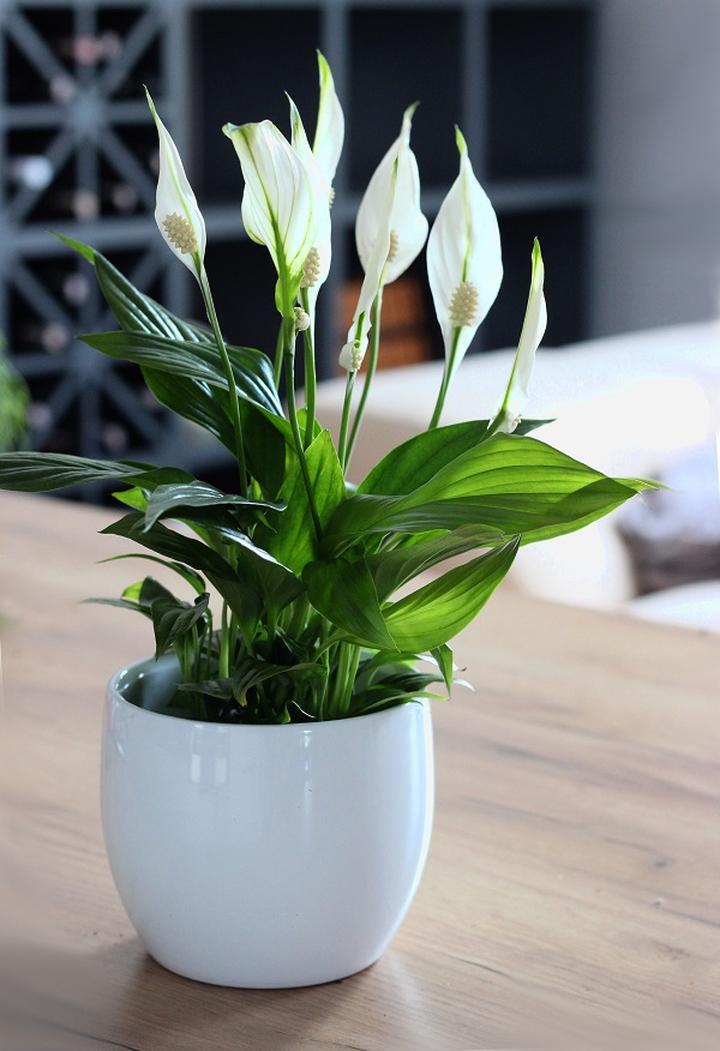 Pielęgnacja skrzydłokwiatu