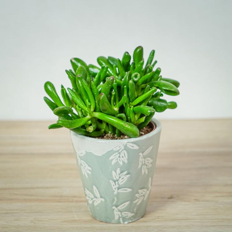 Przycinanie grubosza