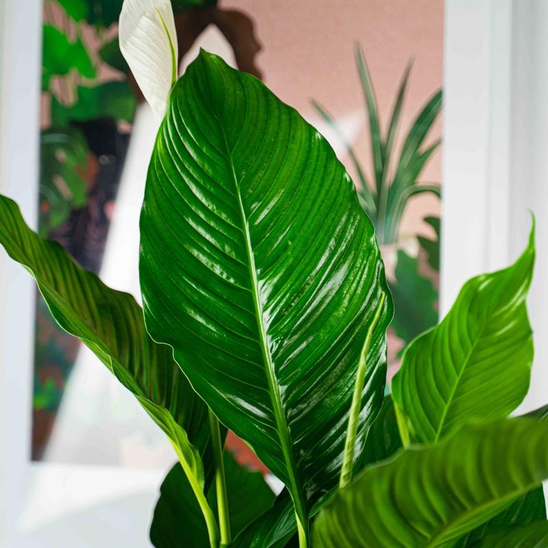 Przyczyny brązowych końcówek