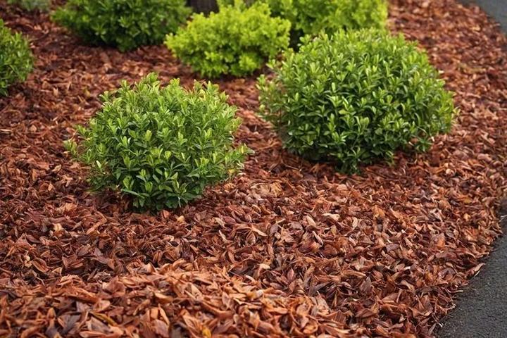 Ściółkowanie korą