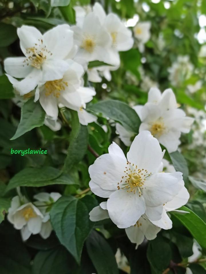 Techniki uprawy roślin