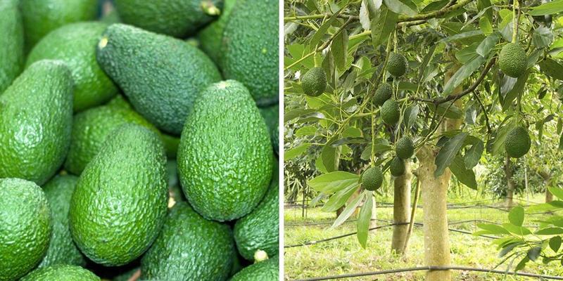 Uprawa awokado w ogrodzie