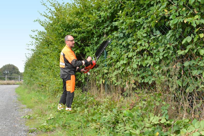 Zdrowy wzrost żywopłotu