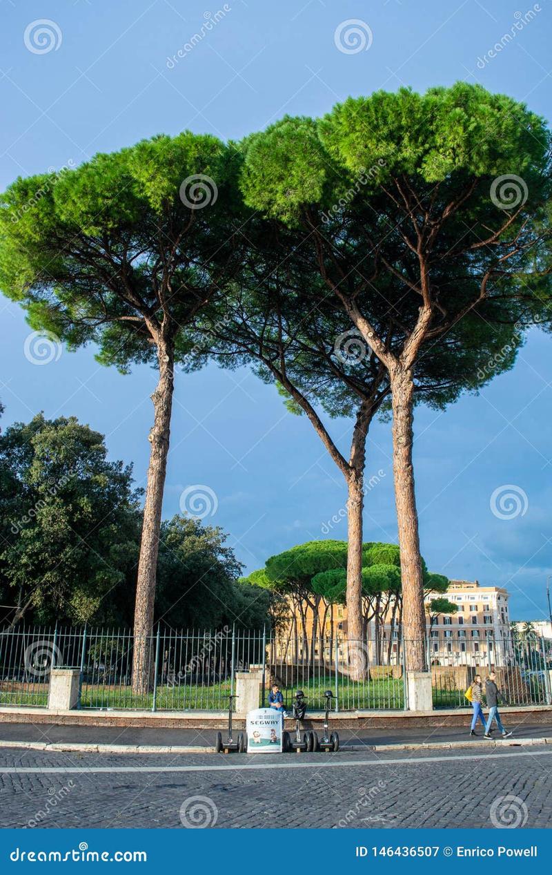 Zimowanie drzewa parasol