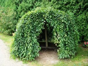 Jak dbać o drzewo parasol – idealna ozdoba do Twojego ogrodu