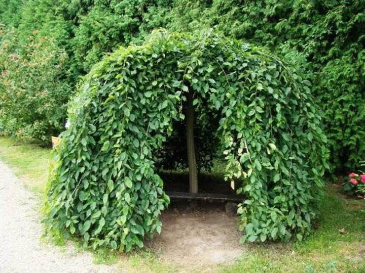 Jak dbać o drzewo parasol – idealna ozdoba do Twojego ogrodu