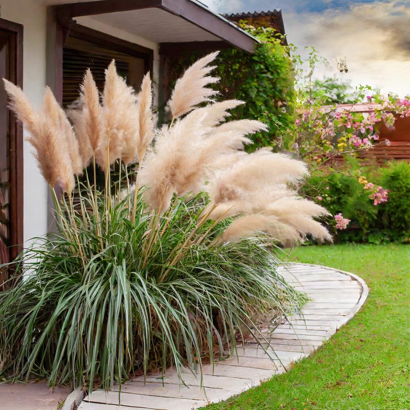 Jak i kiedy najlepiej sadzić trawę pampasową? Praktyczne porady dla ogrodników.