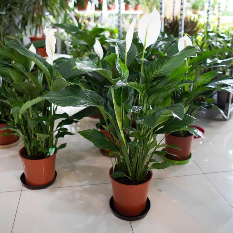 Jak uratować skrzydłokwiat – przyczyny brązowych końcówek liści i skuteczne sposoby na poprawę jego kondycji