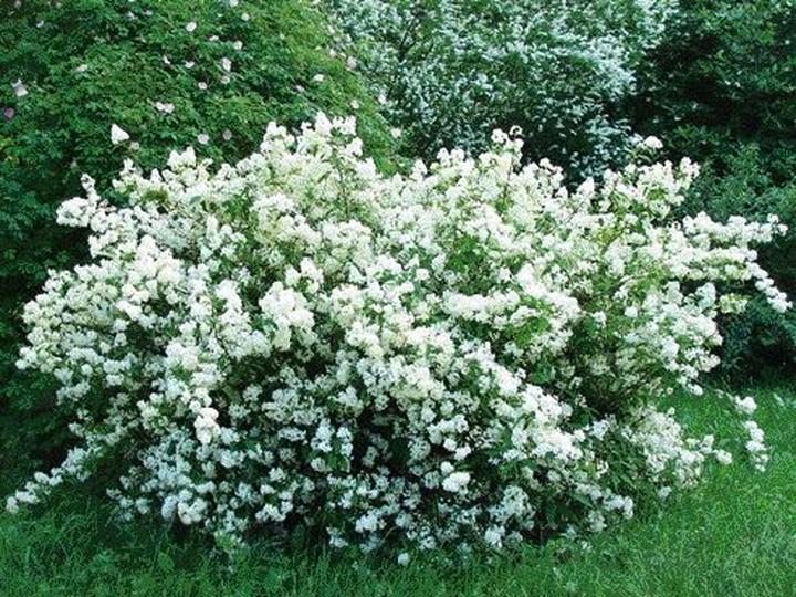 Jasminowiec wonny – kiedy kwitnie i jak skutecznie go uprawiać oraz pielęgnować?