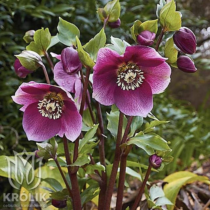 Jak głęboko sadzić ciemierniki