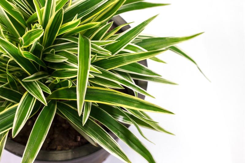 Kiedy przycinać dracenę