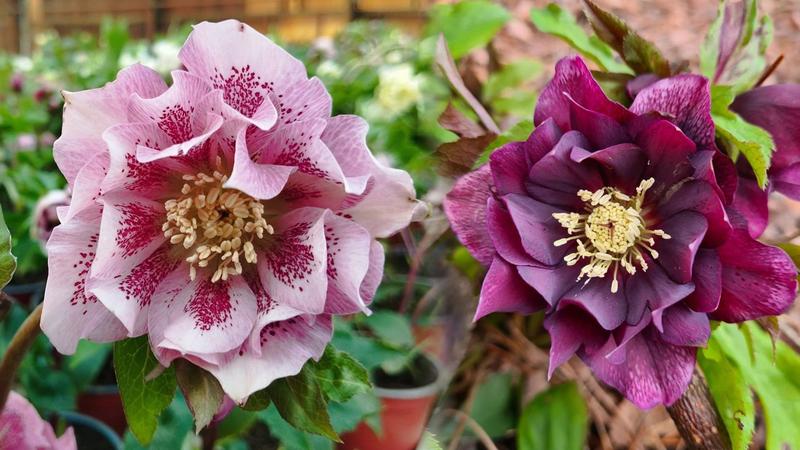 Kiedy sadzić ciemierniki