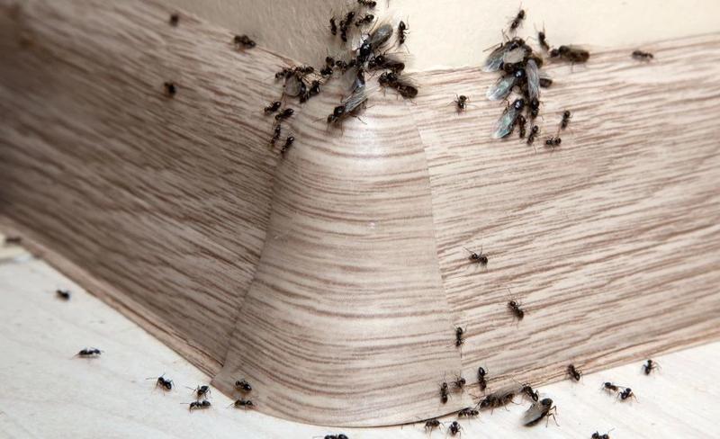 Naturalne metody na mrówki