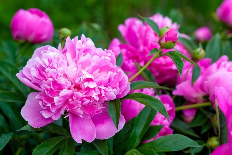 Naturalne nawożenie piwonii