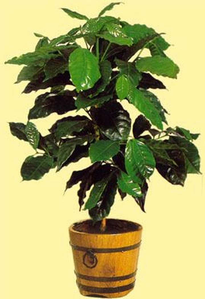 Nawożenie i podlewanie kawowca