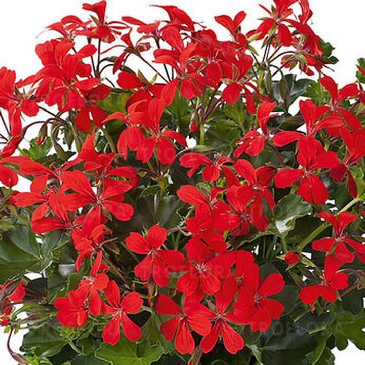 Nawożenie pelargonii kaskadowej