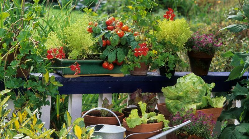 Ogród na małej przestrzeni