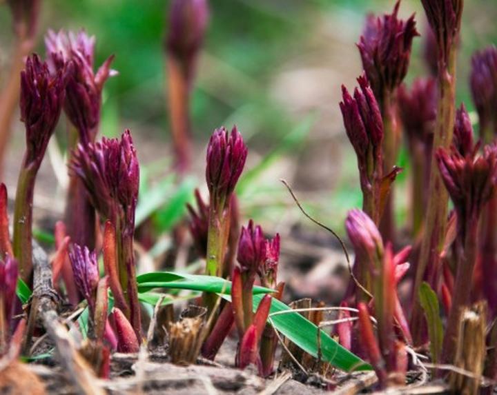 Optymalny czas nawożenia piwonii
