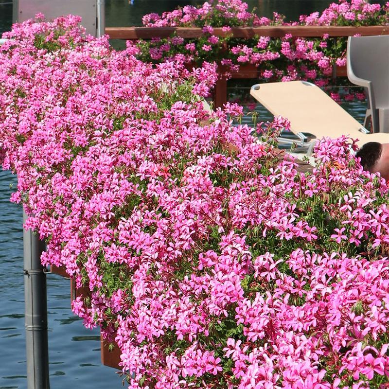 Pielęgnacja pelargonii kaskadowej