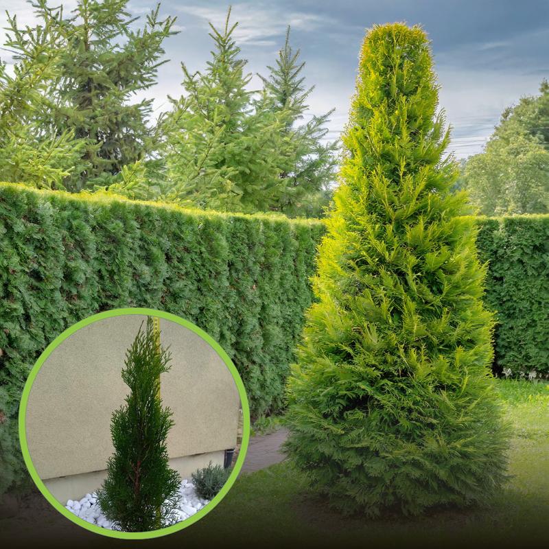 Pielęgnacja tui szmaragd