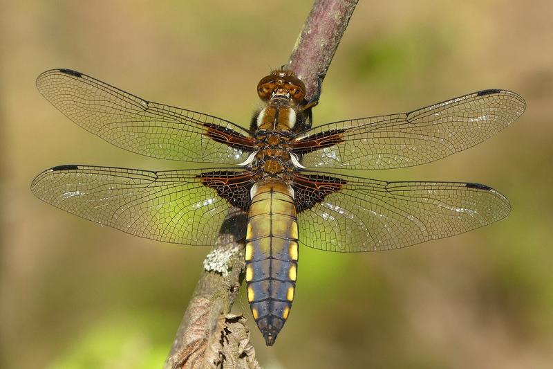 Toksyczność ważek