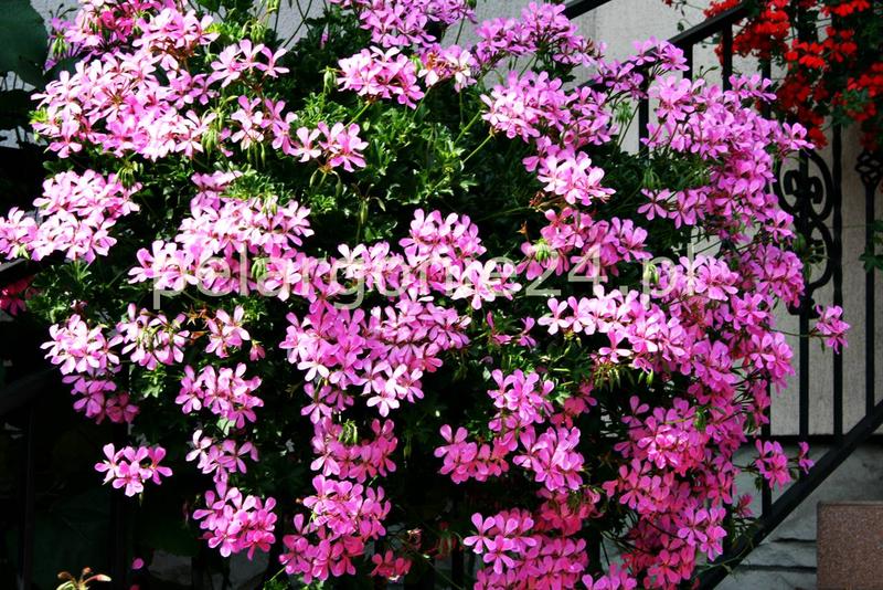 Uprawa pelargonii kaskadowej
