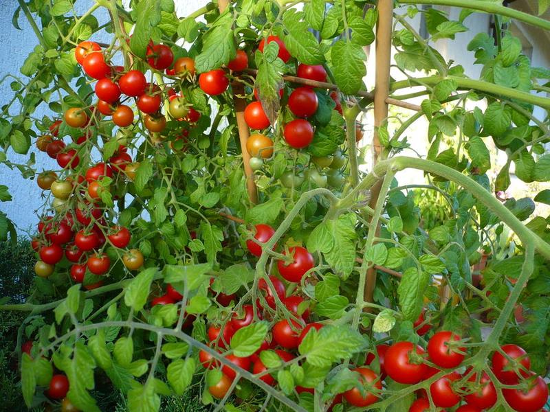 Uprawa warzyw na balkonie