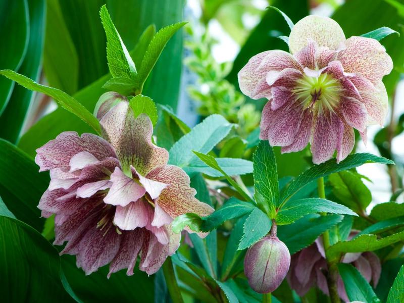 Warunki glebowe dla ciemierników