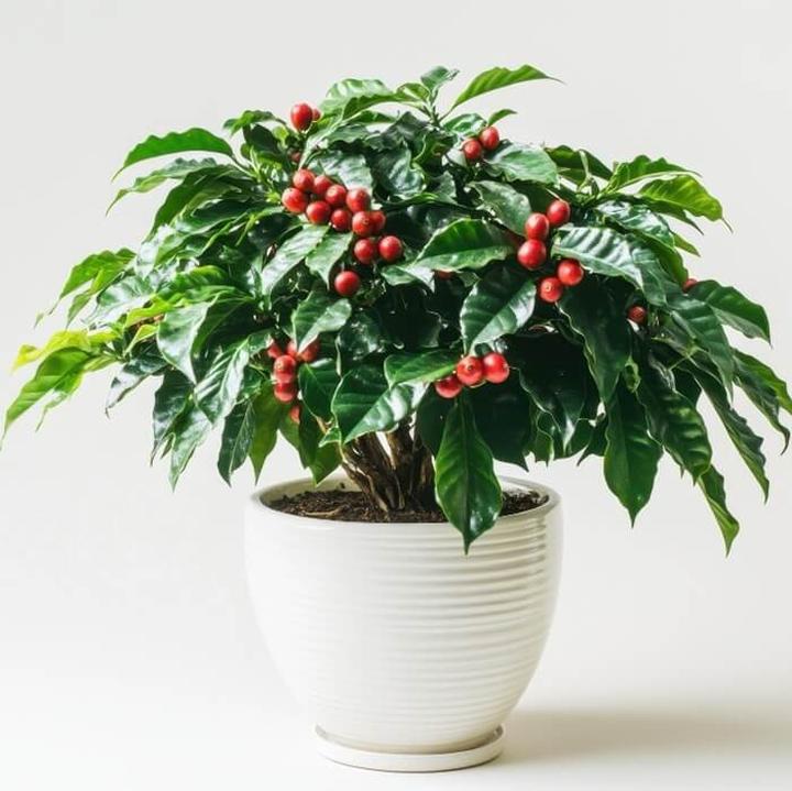 Zwalczanie szkodników i chorób kawowca