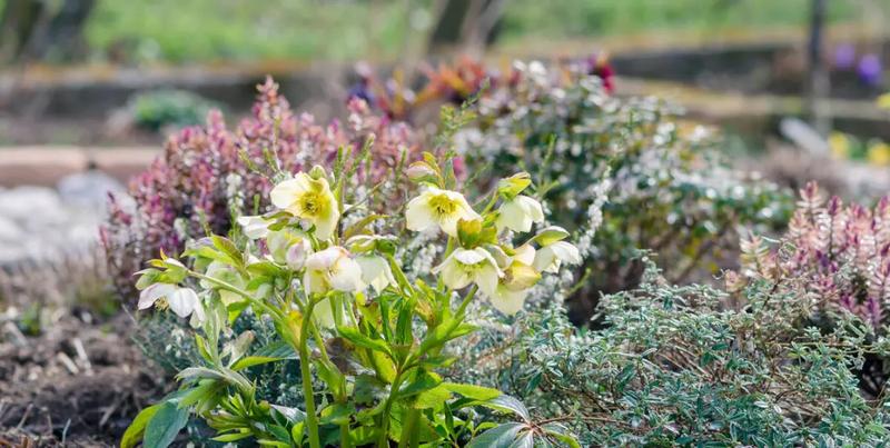 Ciemierniki – kiedy i jak głęboko je sadzić, by zachwycały kwitnieniem