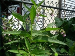 Gnojówka z żywokostu – skuteczne zastosowania w ogrodzie i nie tylko