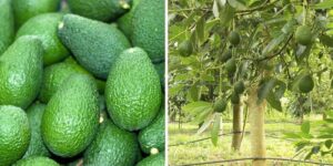 Jak i kiedy sadzić awokado z pestki? Poradnik dla początkujących w doniczkach i ogrodzie