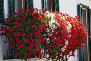 Pelargonia kaskadowa – klucz do zdrowych roślin i obfitych kwiatów