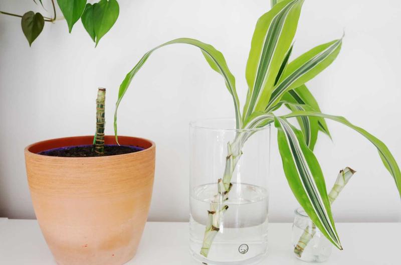 Praktyczny poradnik: Jak i kiedy przycinać draceny, aby zachować ich zdrowie i urodę