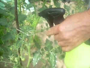 Skuteczny oprysk z mleka na mszyce – jak przygotować mieszankę, by uratować rośliny?