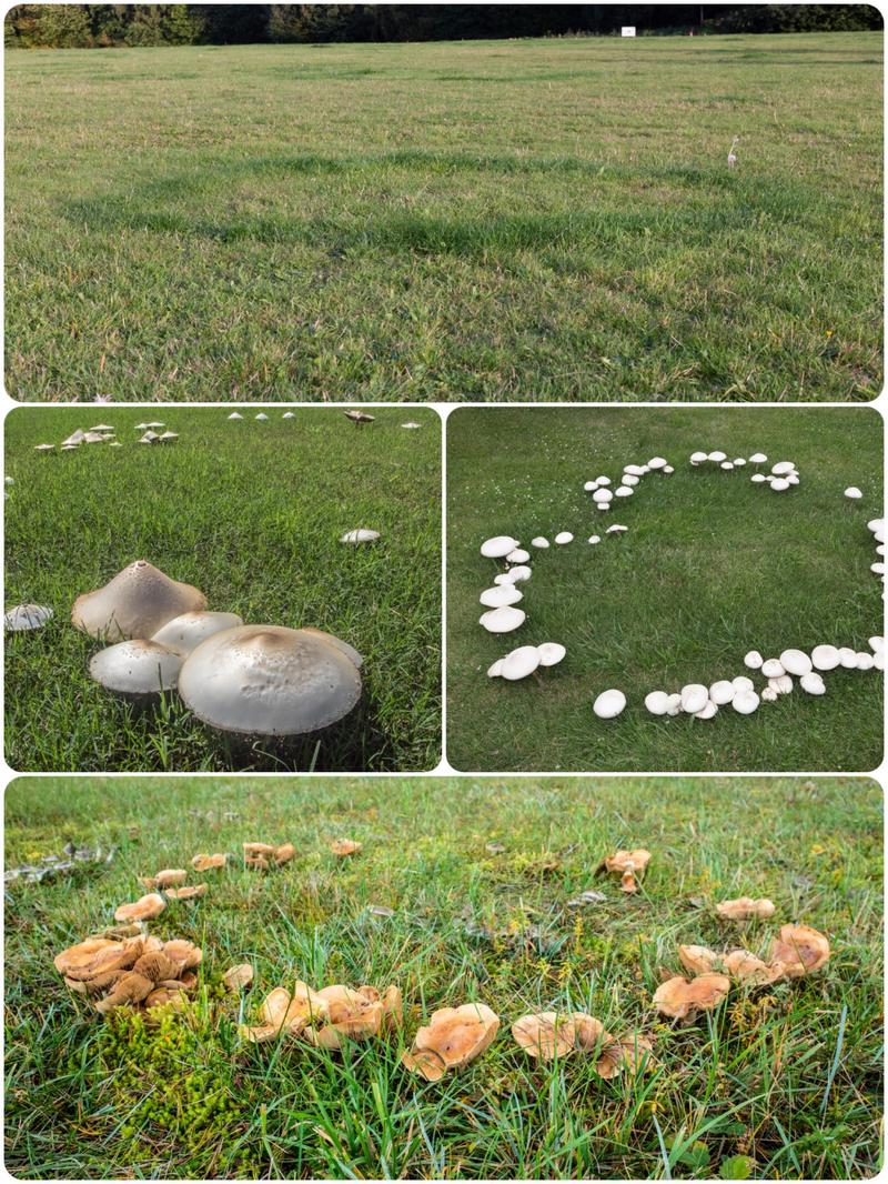 Mity i legendy o czarcich kręgach