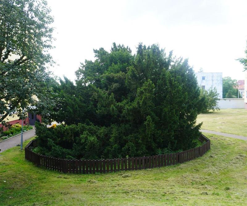 Przycinanie cisów poradnik