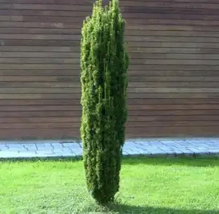 Techniki przycinania cisu