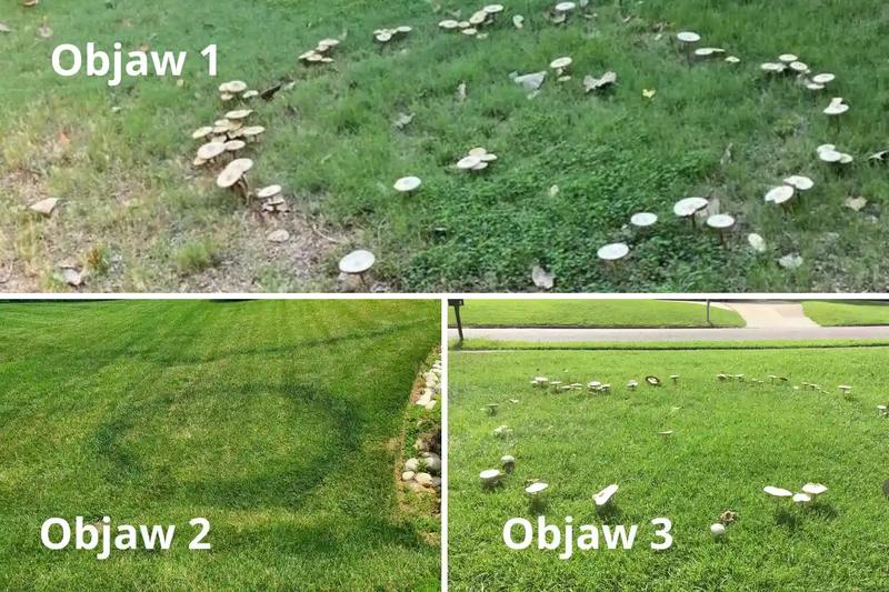 Wpływ czarcich kręgów na zdrowie roślin