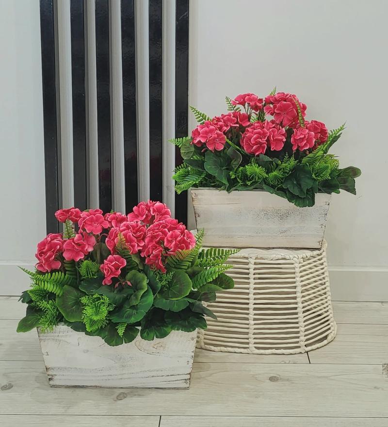 Zimowanie pelargonii