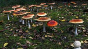 Czarcie kręgi – zagadkowe zjawisko, czy prawdziwe niebezpieczeństwo?