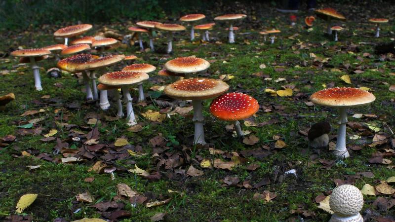 Czarcie kręgi – zagadkowe zjawisko, czy prawdziwe niebezpieczeństwo?