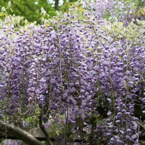Dlaczego wisteria nie kwitnie? Odkryj możliwe przyczyny braku kwiatów