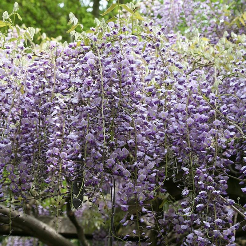 Dlaczego wisteria nie kwitnie? Odkryj możliwe przyczyny braku kwiatów