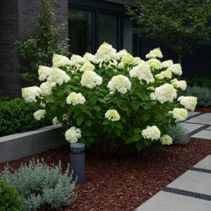 Hortensja bukietowa – poradnik o tym, jak i kiedy ją sadzić