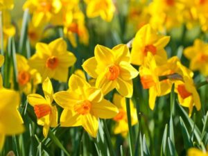 Jak skutecznie sadzić żonkile: Poradnik dotyczący doniczek i gruntu