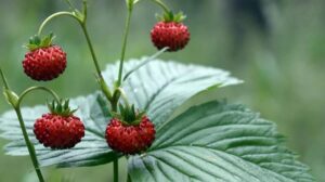 Kiedy najlepiej przycinać liście poziomki, aby pięknie kwitły?