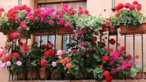 Praktyczne sposoby na przezimowanie pelargonii w torbie papierowej lub kartonie